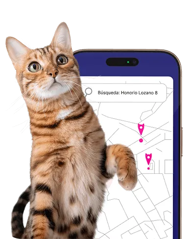 Zoometrics - Meow metrics