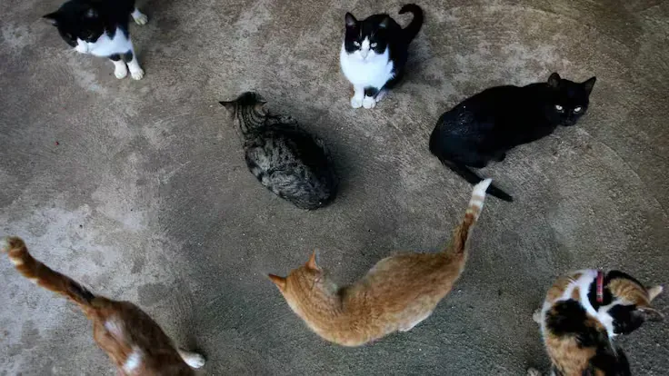 Community cat resting outdoors, representing the need for digital tools to support effective and data-driven management of community cat colonies.