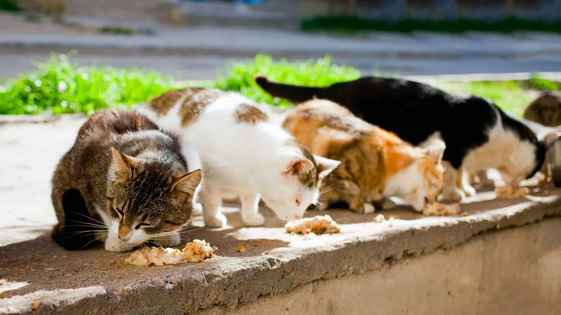 Community cats eating together on a sunny stone ledge