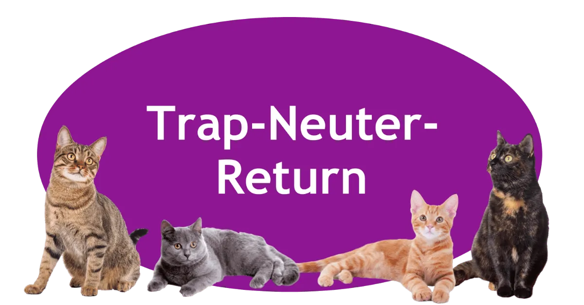 How Law 7/2023 Is Transforming Community Cat Management in Spain