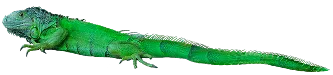 Zoometrics