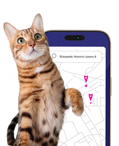 Zoometrics - Meow metrics