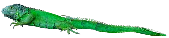 Zoometrics