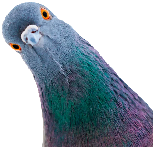 Zoometrics - Gobierno