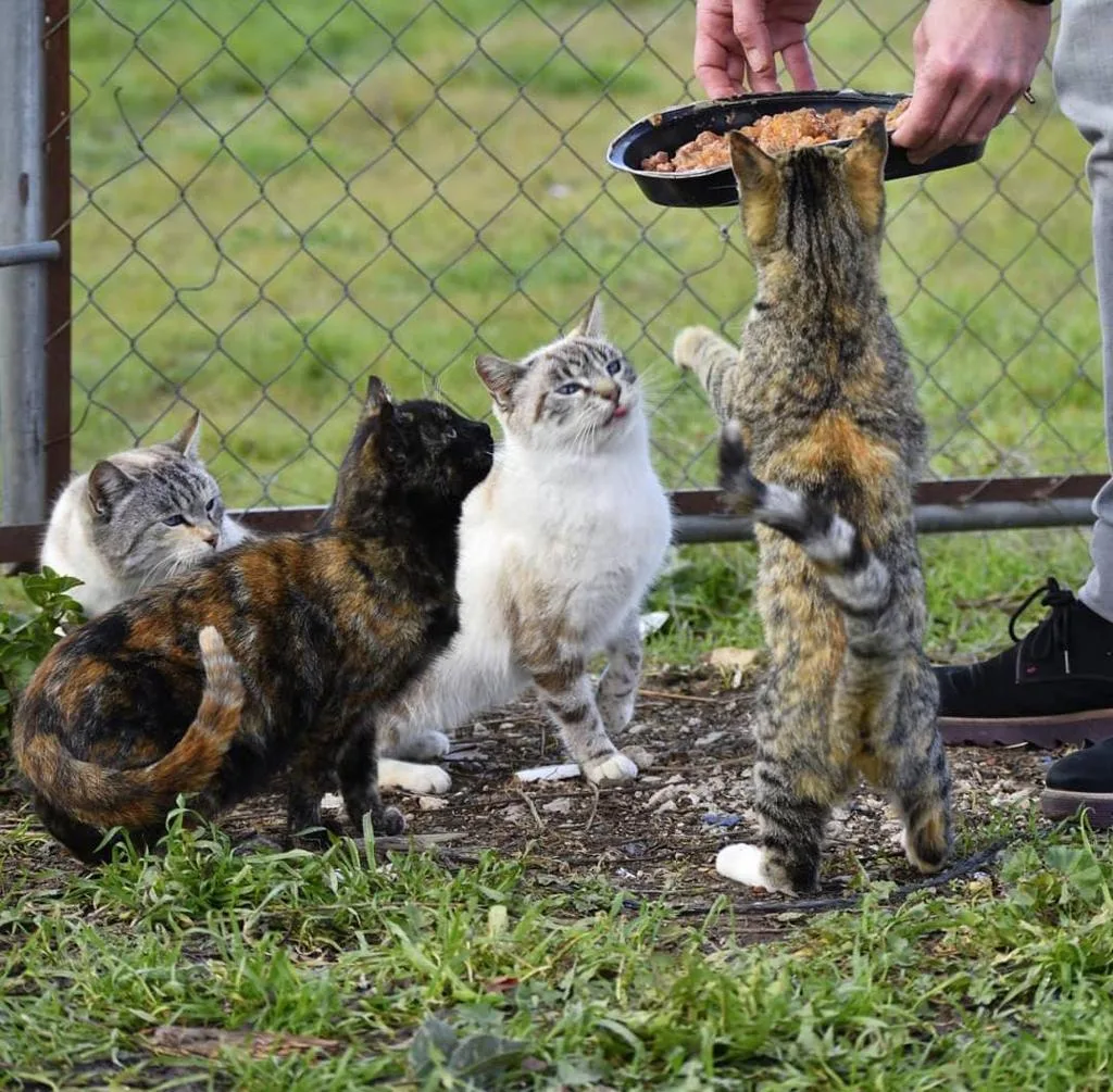 Community cats gathered outdoors during a cat colony management workshop