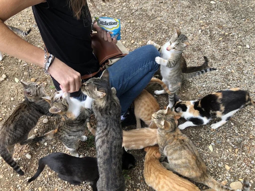 Community cat resting outdoors, representing the often unseen daily efforts involved in managing and caring for feline colonies.