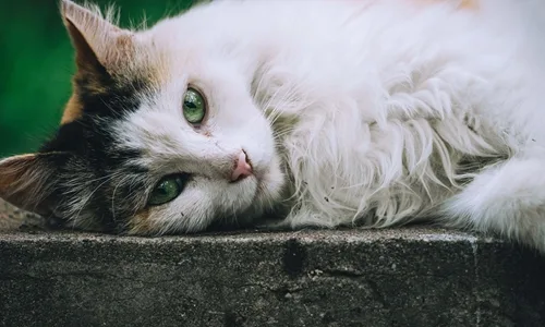 White cat resting outdoors, representing the community cats supported through Meow Metrics training and welfare initiatives.