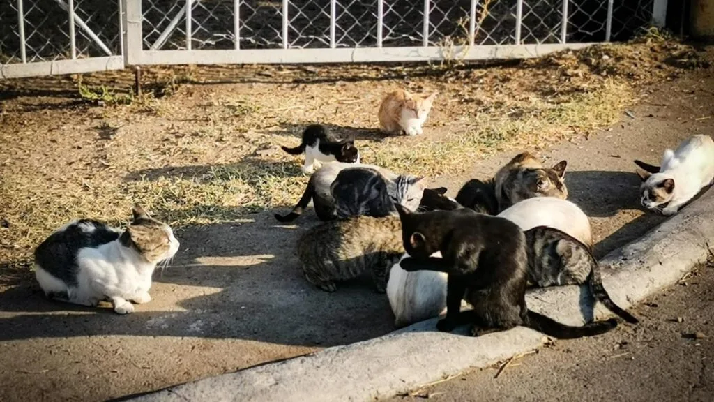 Community cat resting outdoors, symbolising the often unseen daily work involved in managing and caring for feline colonies.