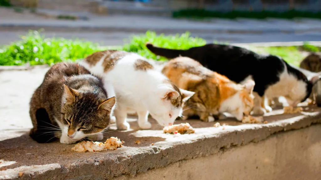 Community cat resting outdoors, representing the feline populations that benefit from municipal CER (Capture, Sterilise, Return) programmes.